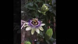 Easy Passion flower growing tips  passiflora facts  passion fruit benefits [upl. by Karalynn]