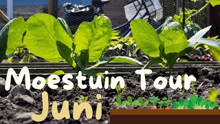 Moestuin Tour JUNI  Moestuin in een Rijtjeshuis [upl. by Ardnuahsal823]