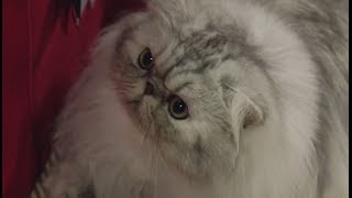 Persian Cats Meet the Breed with Petco [upl. by Dacey]