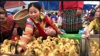 Sea vegetables are sold at the market to buy ducks to raise Lý Tiểu Ly [upl. by Hartzke]