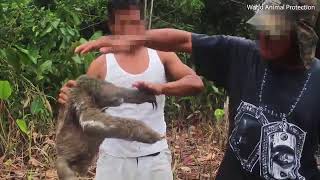 Sloth is cut down from a tree so tourists can sell it [upl. by Monarski]