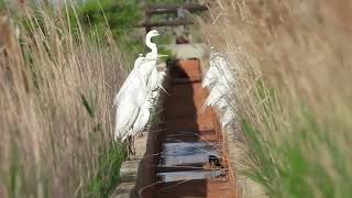 vogels van Platja de Mighorn 1 [upl. by Airamak]