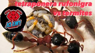 tetraponera rufonigra colony update 2 [upl. by Pelagia669]