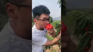 Planting of new fruit plantsfarming healthyfoood food vairalvideo shortvideo [upl. by Nela]