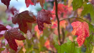 Liquidambar Styraciflua Sweet Gum Autumn Leaves  Fall Colour  Trees For Amazing AutumnFall Colour [upl. by Bred567]