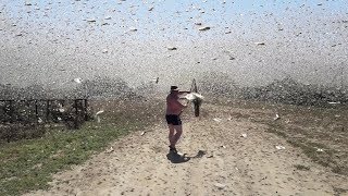 Swarms of locusts cover the sky in Russia [upl. by Hibbs]