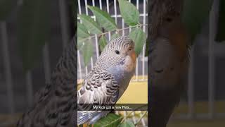 Birds of Prey birds caged news new cute pets dog nature asmr trending india fly home [upl. by Ennaylil]