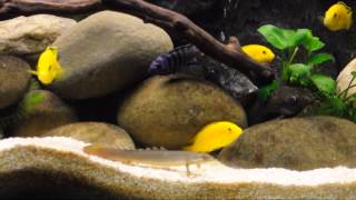 Yellow Lab Cichlid Holding and Close Up Shots [upl. by Yssor]