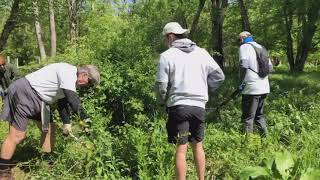 Removing Invasive Multiflora Rose [upl. by Pleione]