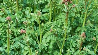 Salad sorbstrea Sanguisorba minor plant with the aroma of cucumbers [upl. by Eyllib930]