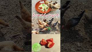 Cheapest Food Sources of Vitamin C for Poultry Birds  Ascorbic Acid  Dr ARSHAD [upl. by Anegroeg361]