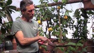 Pruning Meyer Lemons in Containers [upl. by Anawait]