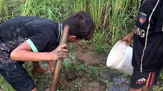 Starving boys finding and catching mud crabs in the rice field [upl. by Imeon]