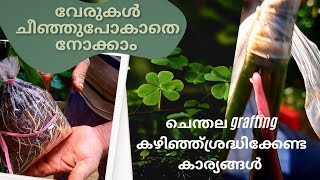 വേരുകൾ ചീഞ്ഞുപോകാതെ നോക്കാം Pepper Cultivation Tips And Tricks [upl. by Nolahc]