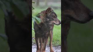 Iberian Wolf at Howletts Wild Animal Park [upl. by Unni]