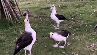 Laysan Albatroses [upl. by Mackey734]