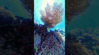 MEGA PLATE CORAL  🪸 insta360 portdouglas adventure freedom freedive gbr [upl. by Arriat553]