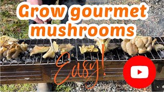 Grow your own mushrooms  super easy [upl. by Eelyrehc]