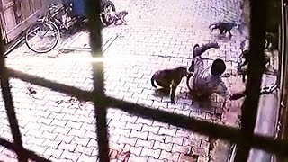 Caught on camera Monkey gang attacks man in UP forces him to the ground [upl. by Suiram]