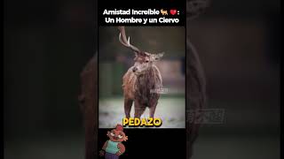 ¡El Ciervo Agradecido que Nunca Olvidó🦌 historiasdeanimales [upl. by Rozella]