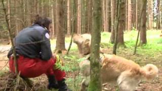 vor ORT Flächentraining Rettungshundebrigade [upl. by Rez]