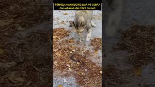 KUCING LIAR 🆚 ULAR COBRA 😻🐍 ini alasan aq suka kucing puputnianty [upl. by Hazeghi]