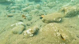 Snorkeling at Honolua Bay Maui [upl. by Schulman]