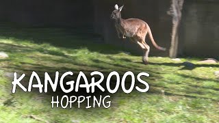 Kangaroos Hopping [upl. by Eirelav]