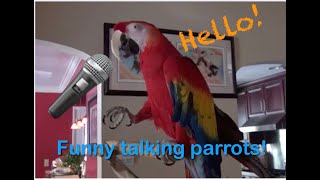 Funny Talking Macaw Parrots Try not to laugh challenge Amazing talking Macaws Can Macaws Talk [upl. by Nywloc]