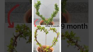 heart shape topiary ki cutting amp pruning kese kre youtubeshorts jadeplant topiary plants garden [upl. by Wampler]