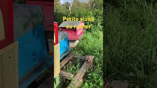 Petite visite au rucher abeille beekeeping beekeeper hornet beehabitat nature beekeeperlife [upl. by Avonasac]