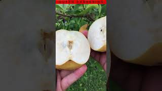 Hosui Asian Pears Taste AMAZING shorts [upl. by Ahtiek429]