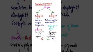 Photoreceptors of eye rhodopsinRods and Cones shorts biologyshort neuralcontrolandcoordination [upl. by Aleris]