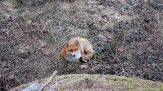 Solo barefoot winter overnight mit wundervoller Fuchs Begegnung 22 [upl. by Aramoy]