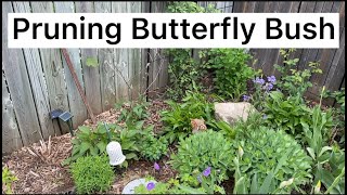 Pruning my Butterfly Bush in the spring 🦋  How to prune Buddleia  Butterfly Bush [upl. by Christean]