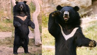 The Enigmatic Asiatic Black Bear Secrets of the Shadowed Forest  Moon Bear [upl. by Ahsyek]