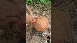 coconut survivalskills satisfying facts amazingfacts woodwork [upl. by Sherourd124]