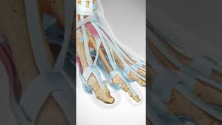 Foot Pain in the Ball of the Foot Learn about Capsulitis [upl. by Arenahs]