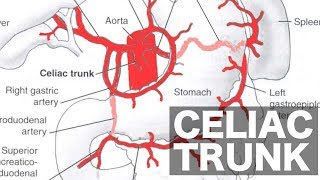 Celiac Trunk Anatomy [upl. by Estus]