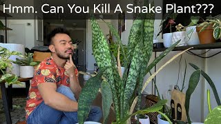 How to Care and Propagate Snake Plants  Sansevieria Whale Fin [upl. by Amrita]