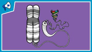 What is a Chromosome [upl. by Marita]