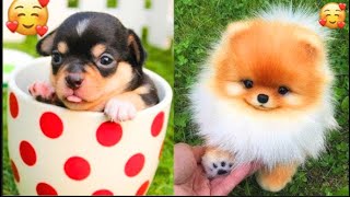 Cute Cucciole 😍 Cute Funny Cane  Dogs Compilation 1 cuccioli di cane [upl. by Frodi160]