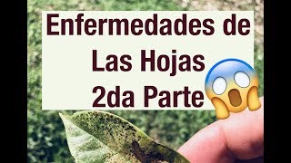 Cómo Identificar Enfermedades y Plagas de las Hojas 2da Parte [upl. by Alamaj961]