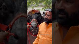 Chappal bazar Laddu Yadav Introducing New Bulls 2024  Chittaboina Laddu Yadav Sadar 2024 shorts [upl. by Otes88]