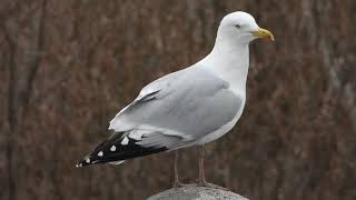 Gaviota argéntea  Herring gull Larus argentatus [upl. by Nnylrats510]