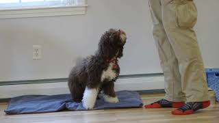 Maple the Lagotto Romagnolo training at 5 months old [upl. by Patricia317]