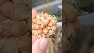 Garlic Seed Bulbils grow garlic from seed gardening [upl. by Enetsuj831]