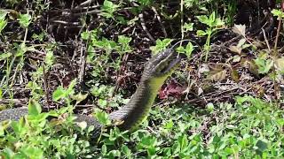 North Florida Reptiles Catching Sun on the Levee [upl. by Deeann]