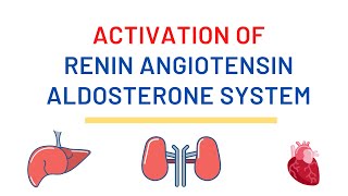 Activation of the Renin angiotensin aldosterone system  Shorts [upl. by Wendalyn]