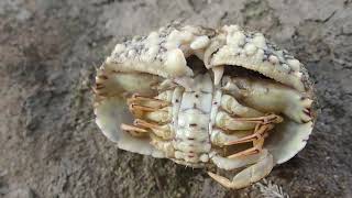 Common Box Crab Calappa hepatica [upl. by Henry]